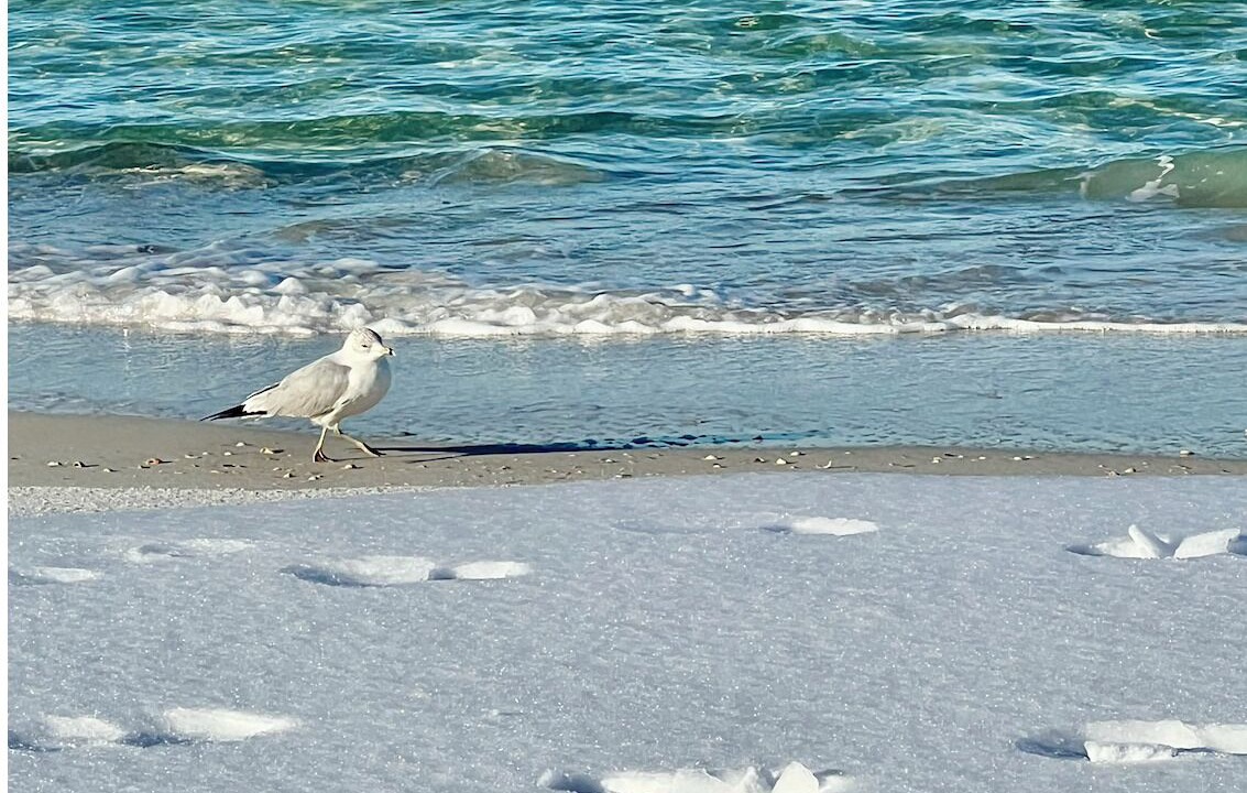 Photo of Others in Kiska Beach