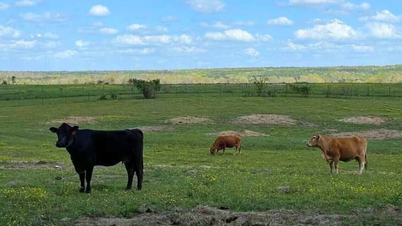 Photo of Others in Mentone