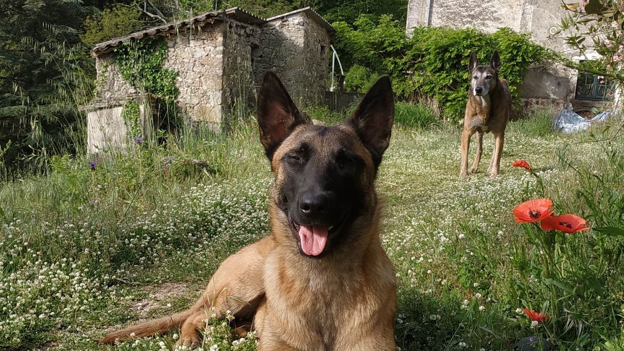 Photo of Outdoor in Colognac
