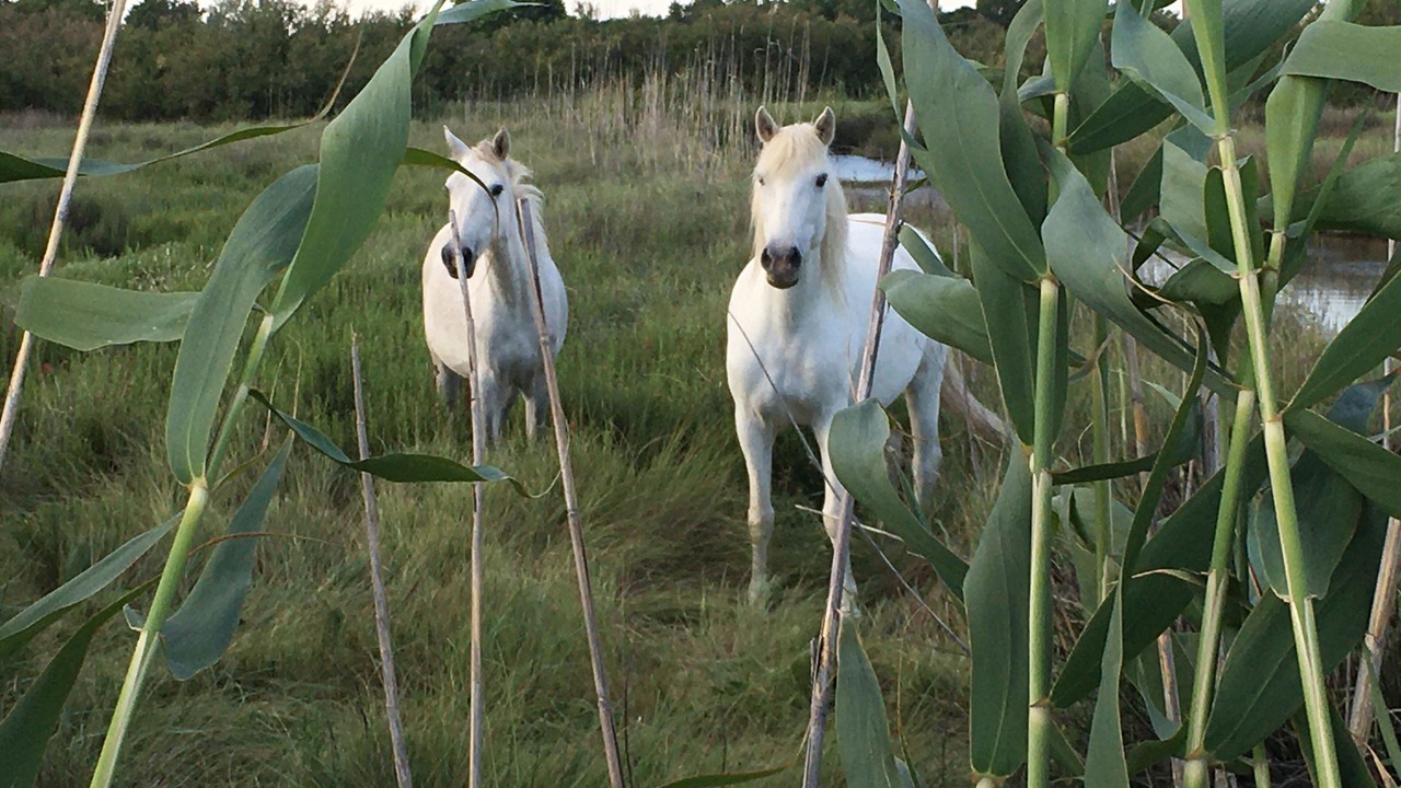 Photo of Outdoor in Celleneuve