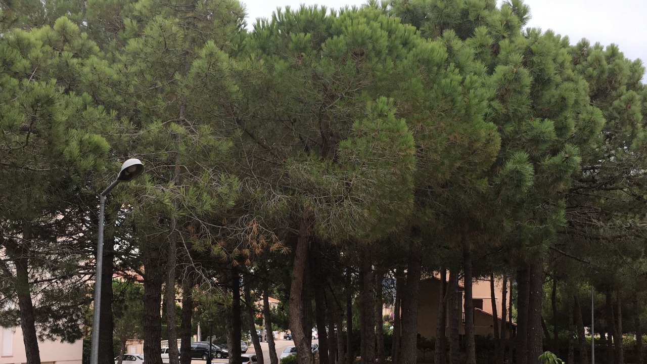 Photo of Outdoor in Argeles Plage