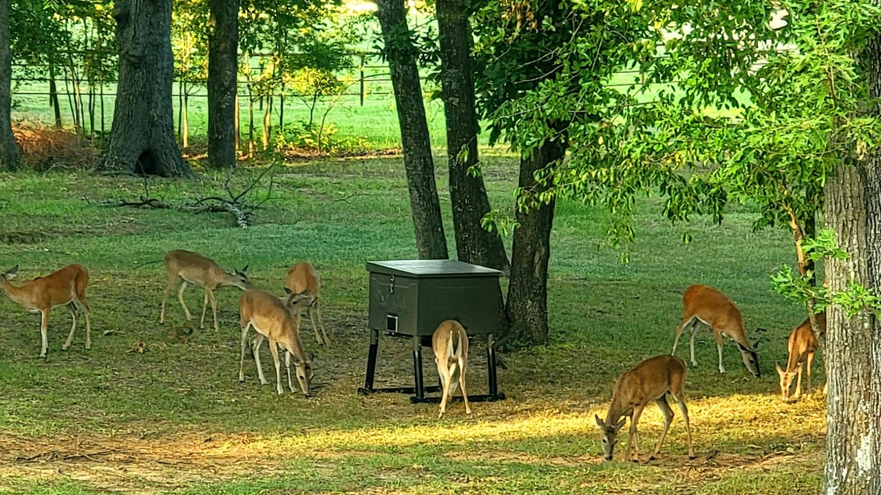 Photo of Outdoor in Yantis