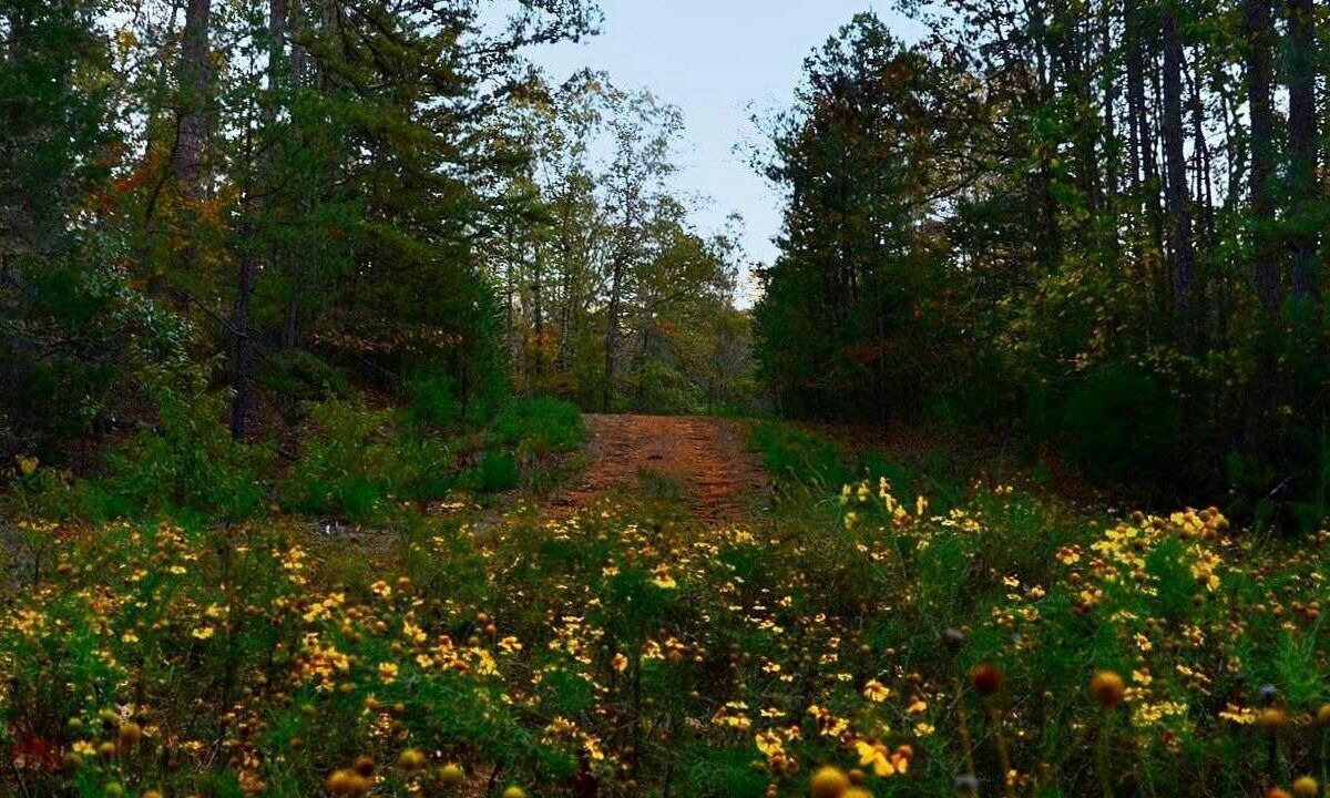 Photo of Outdoor in Fairfield Bay