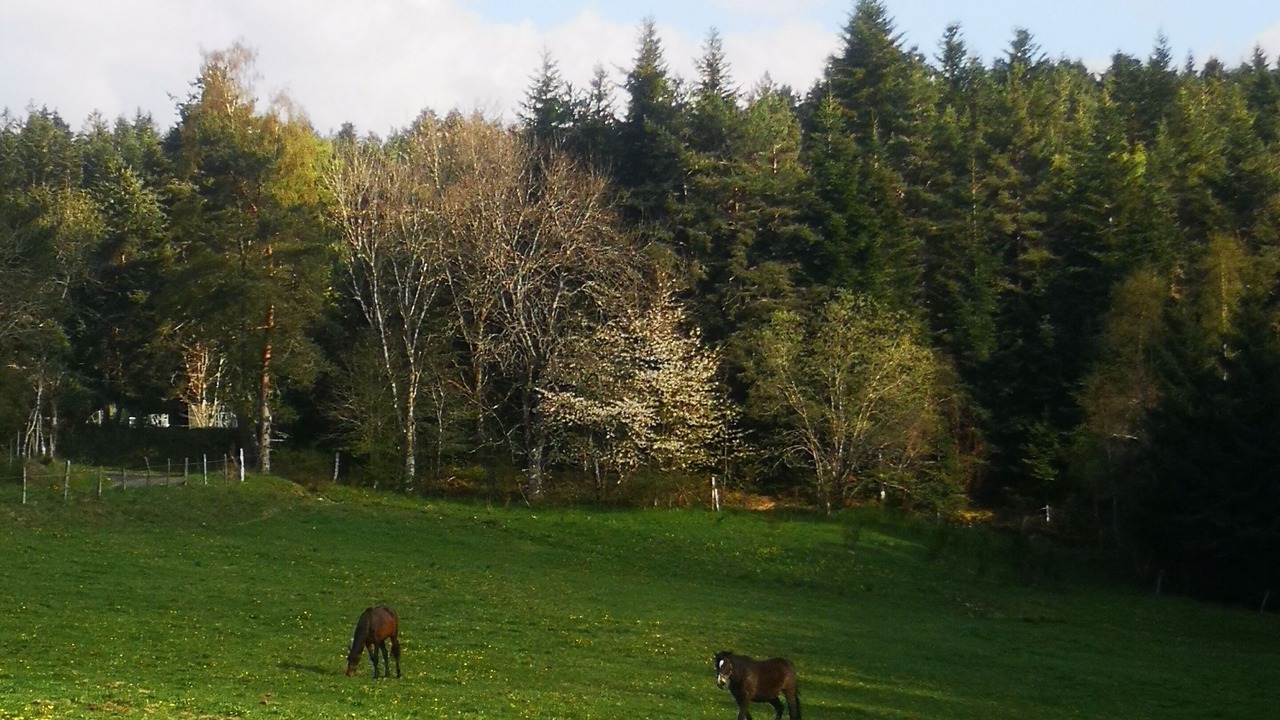 Photo of Others in La Chapelle-Geneste