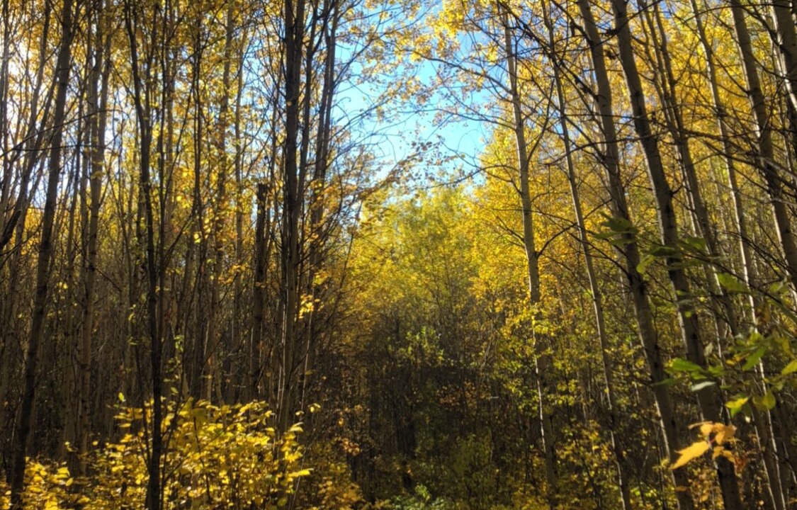 Photo of Outdoor in Shillington
