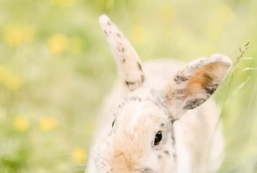 Photo of Others in Chauche