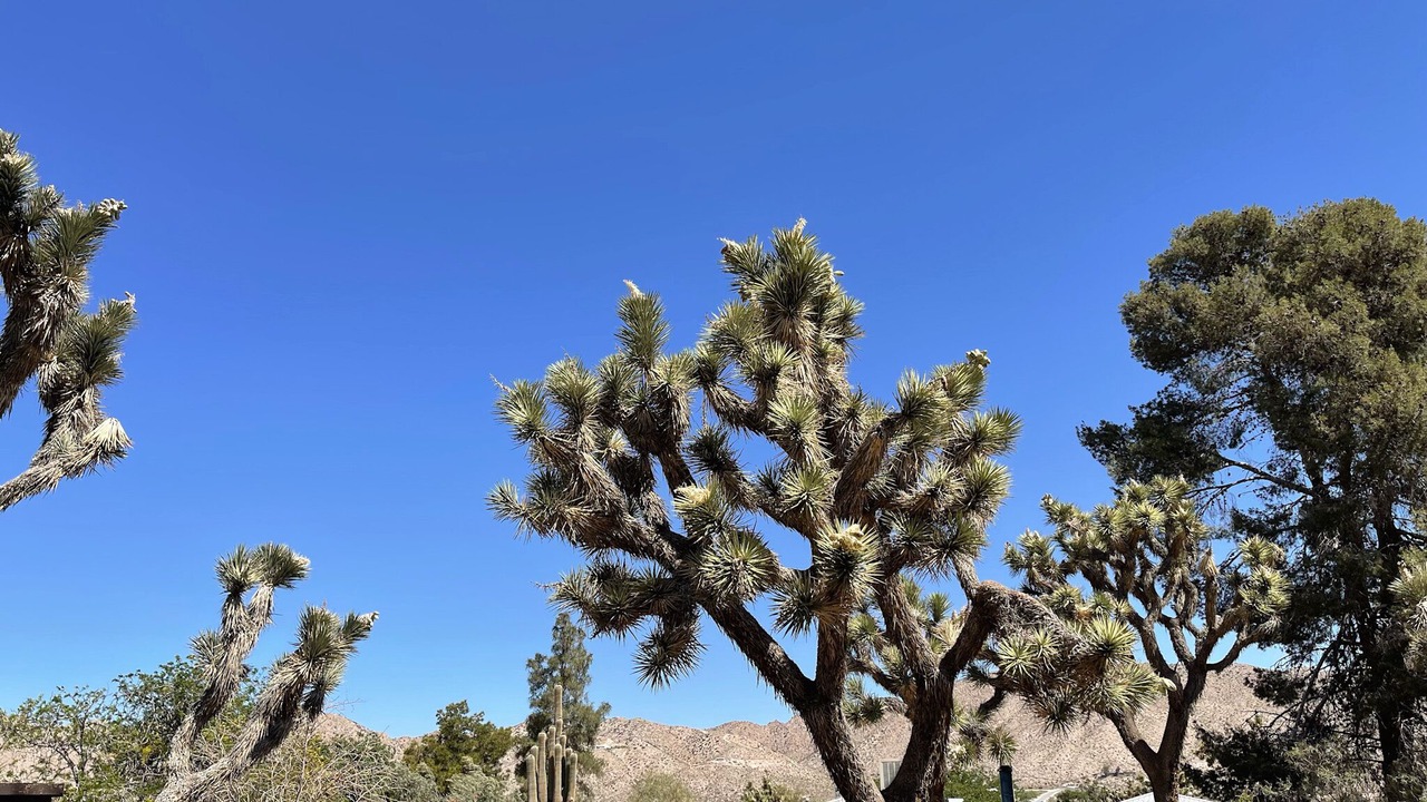 Photo of Outdoor in Yucca Valley