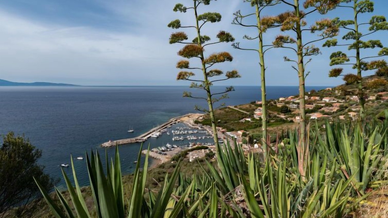 Photo of Others in Cargese