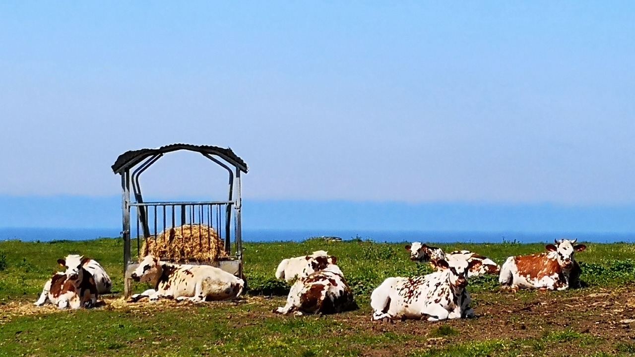 Photo of Outdoor in Donville-les-Bains