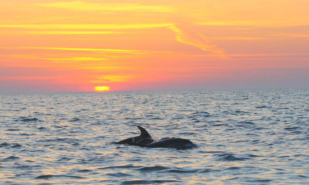Photo of Others in Donville-les-Bains