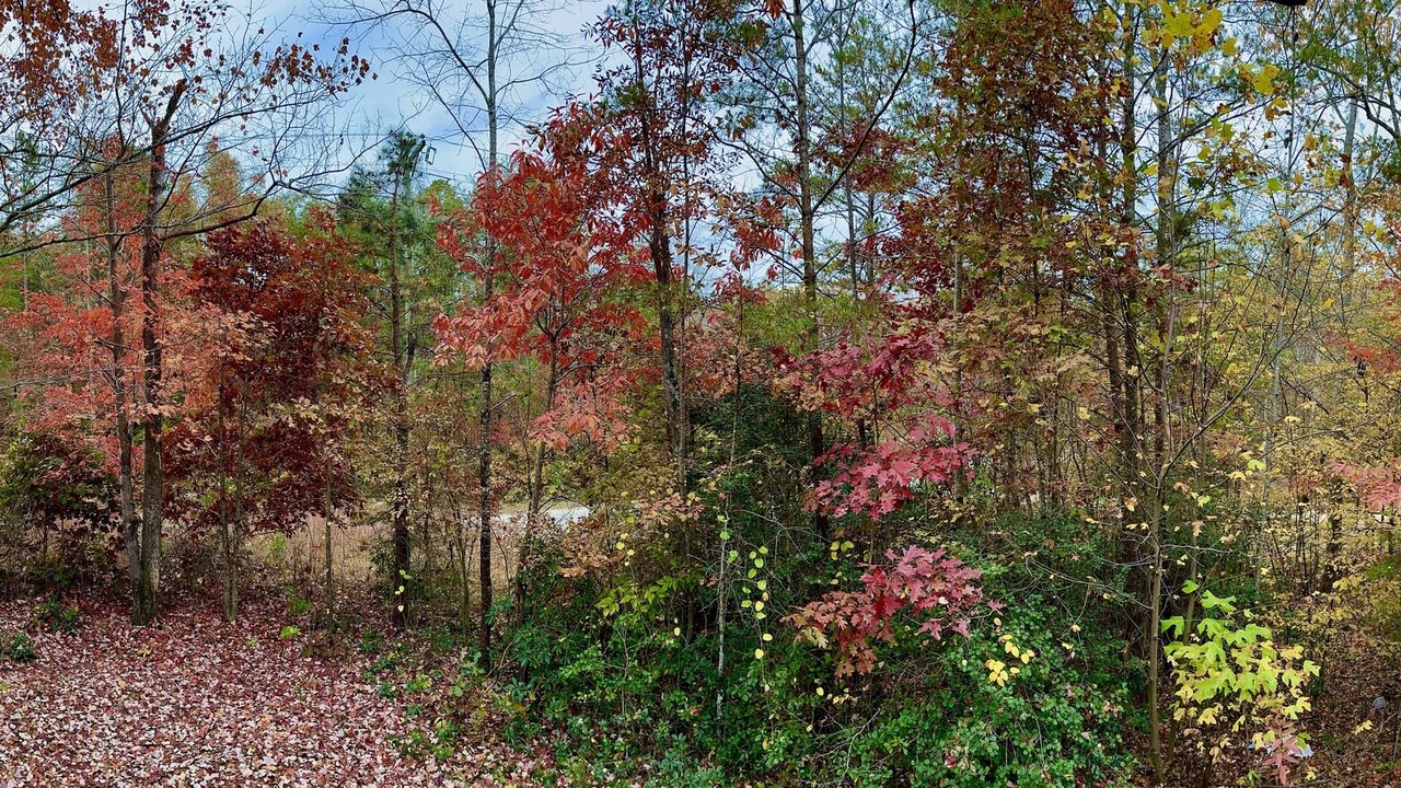 Photo of Others in Lake Lure