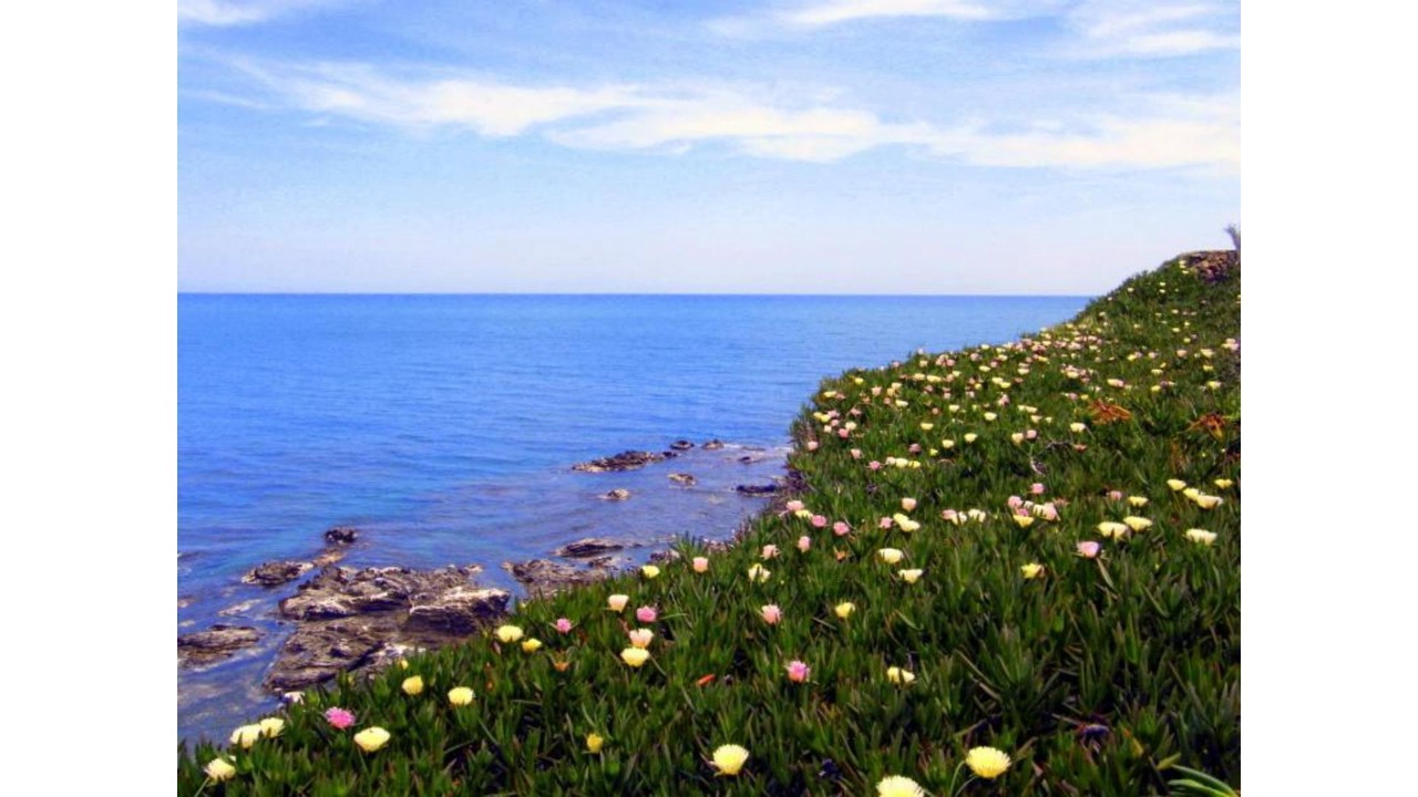 Photo of Others in Prugnanes