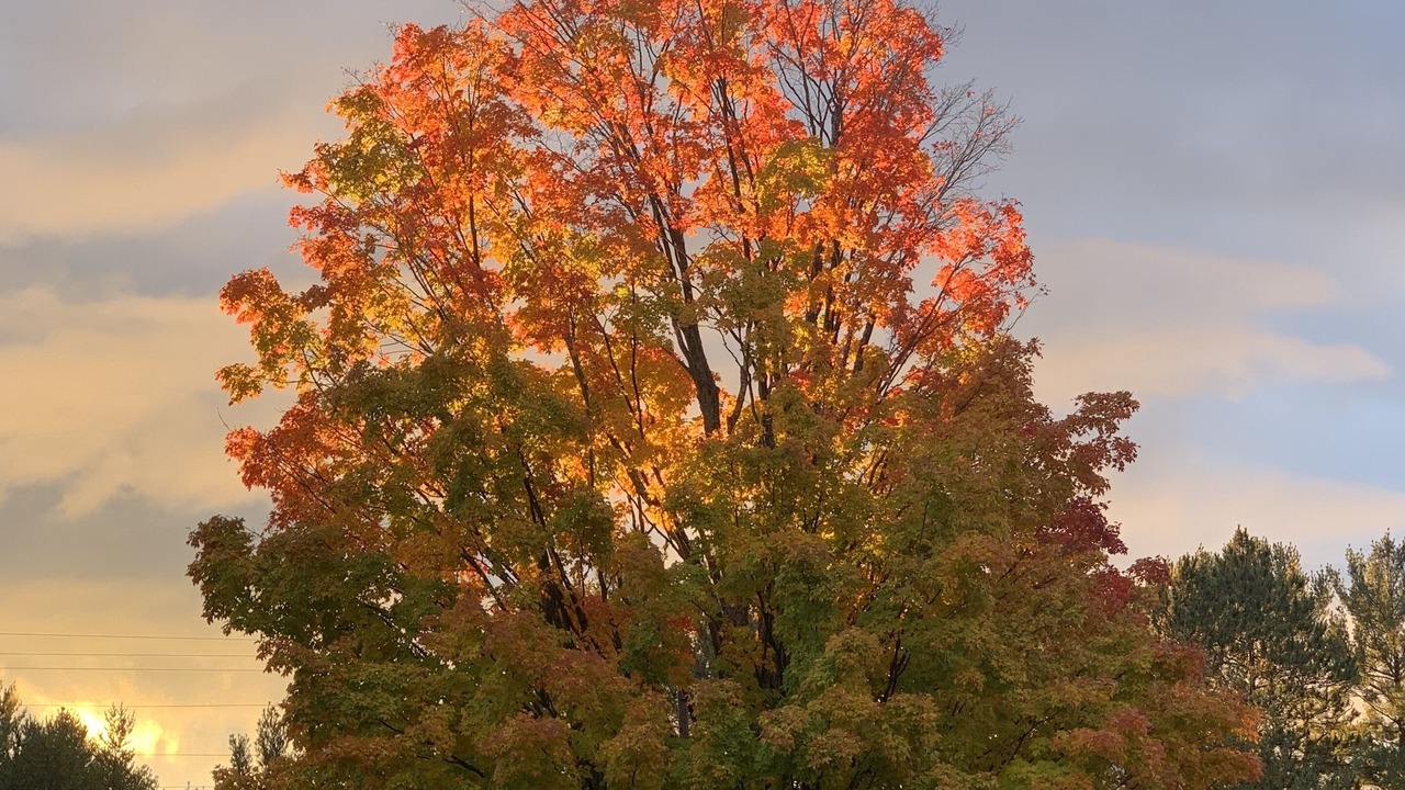Photo of Outdoor in Alanson