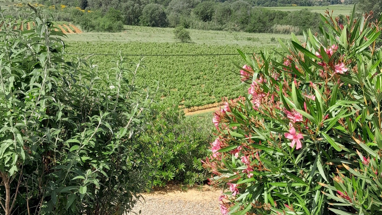 Photo of Outdoor in Saint-Andre-de-Roquelongue