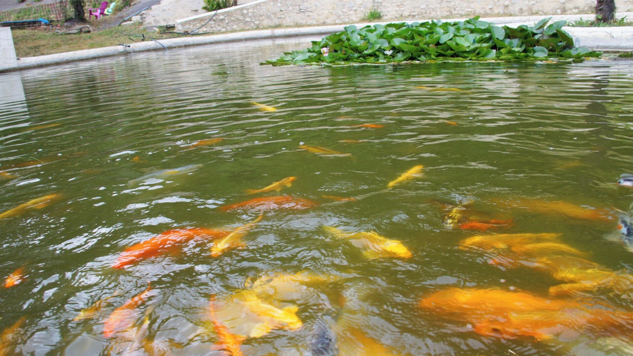 Photo of Outdoor in Crest