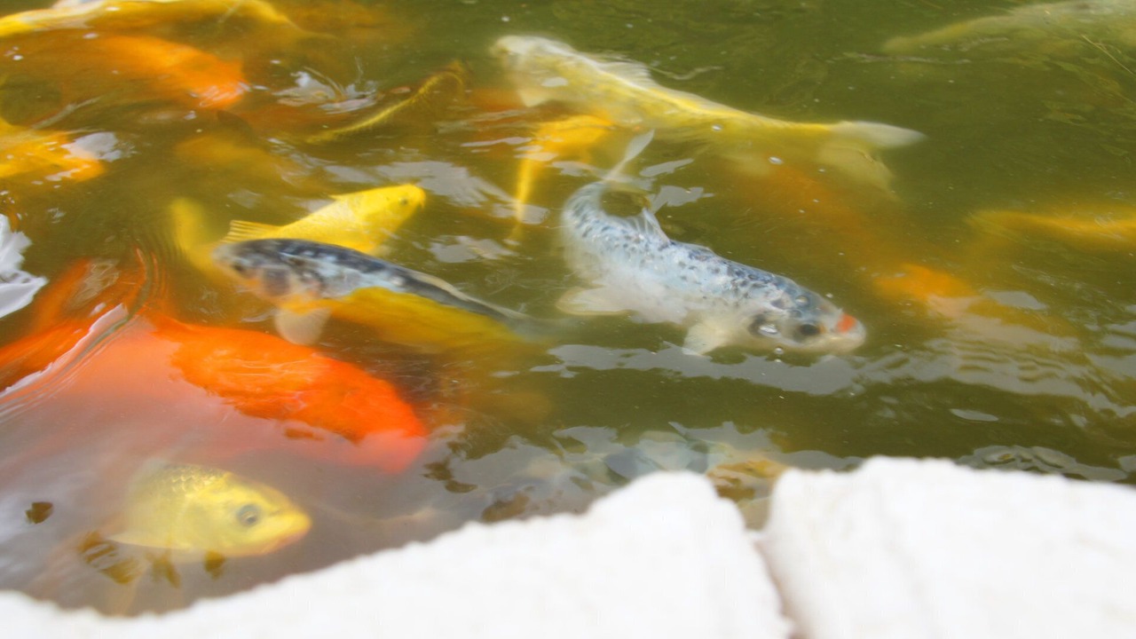 Photo of Others in Crest