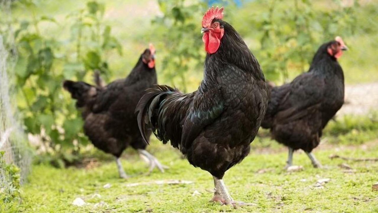 Photo of Outdoor in Saint-Lo-d'Ourville