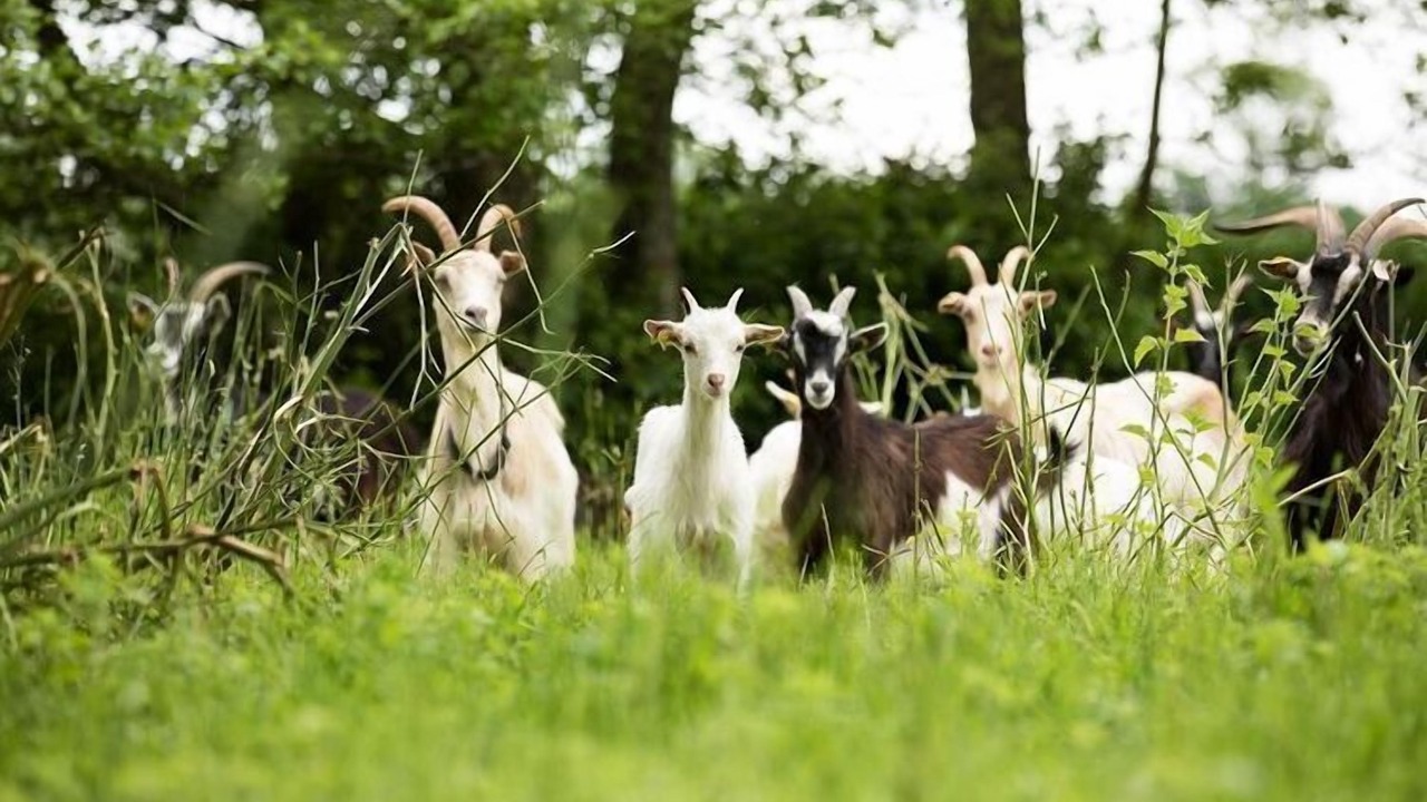 Photo of Outdoor in Saint-Lo-d'Ourville