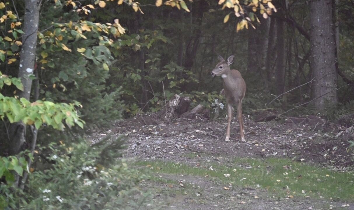 Photo of Outdoor in Keswick Ridge