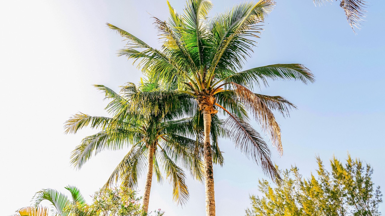 Photo of Others in Palm Island
