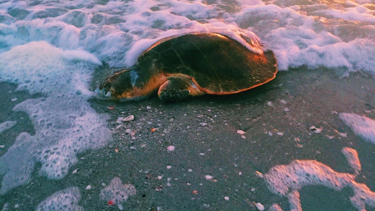 Photo of Outdoor in Palm Island