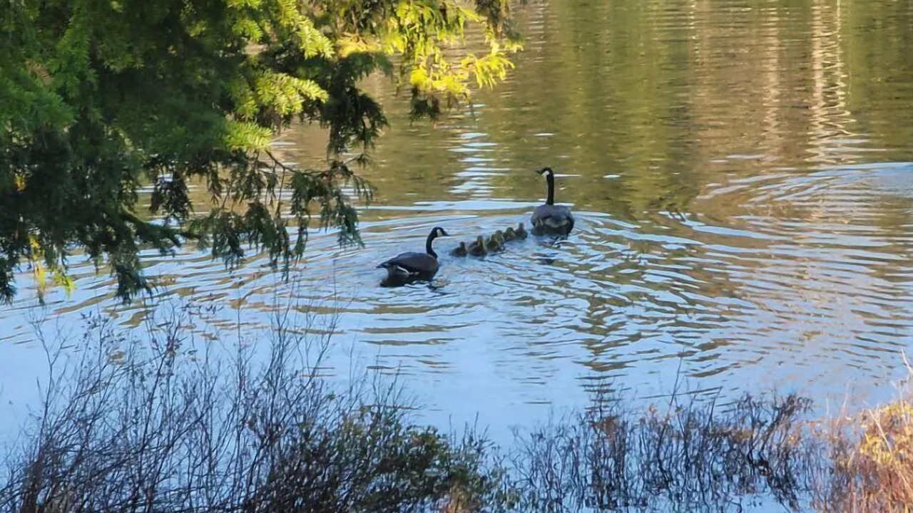 Photo of Others in Stewartstown