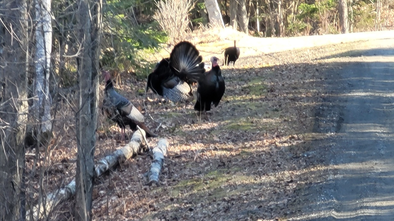 Photo of Outdoor in Stewartstown