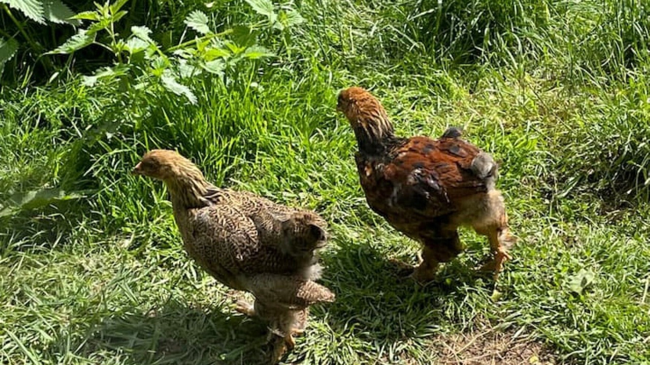 Photo of Outdoor in Rewe