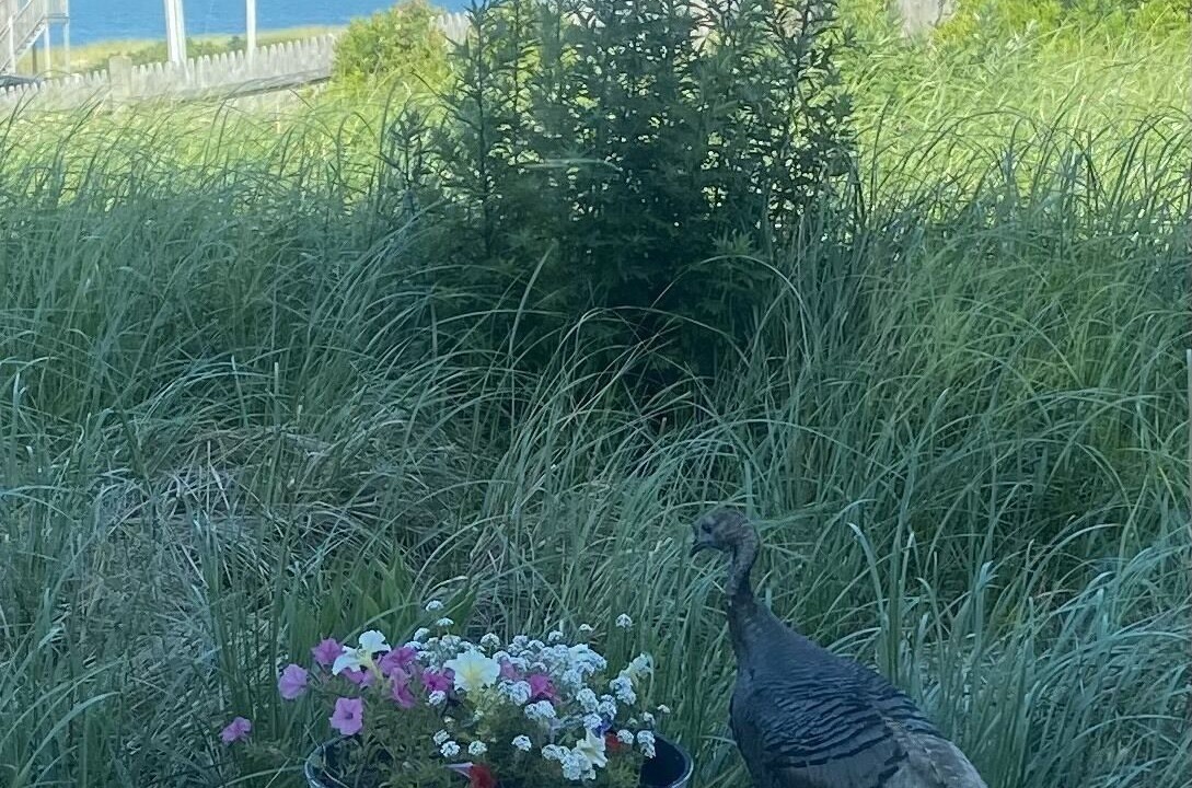 Photo of Others in North Truro