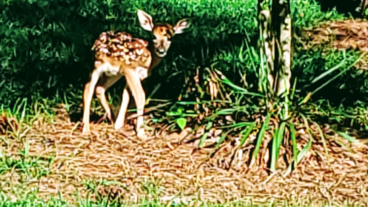 Photo of Outdoor in Holly Lake Ranch
