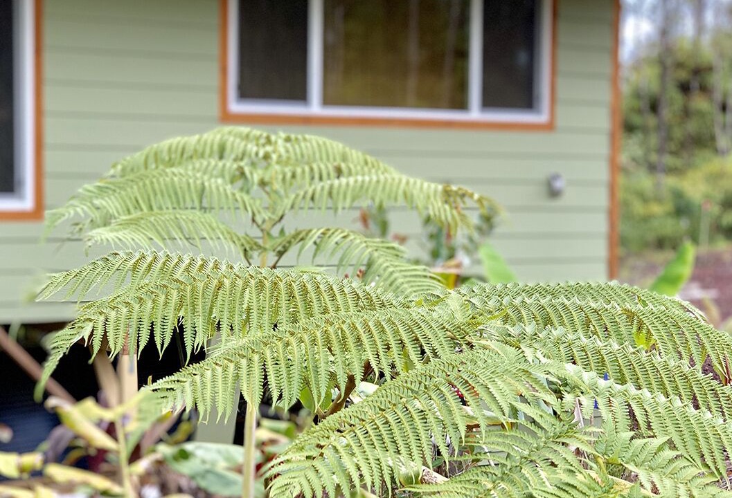 Photo of Outdoor in Fern Forest