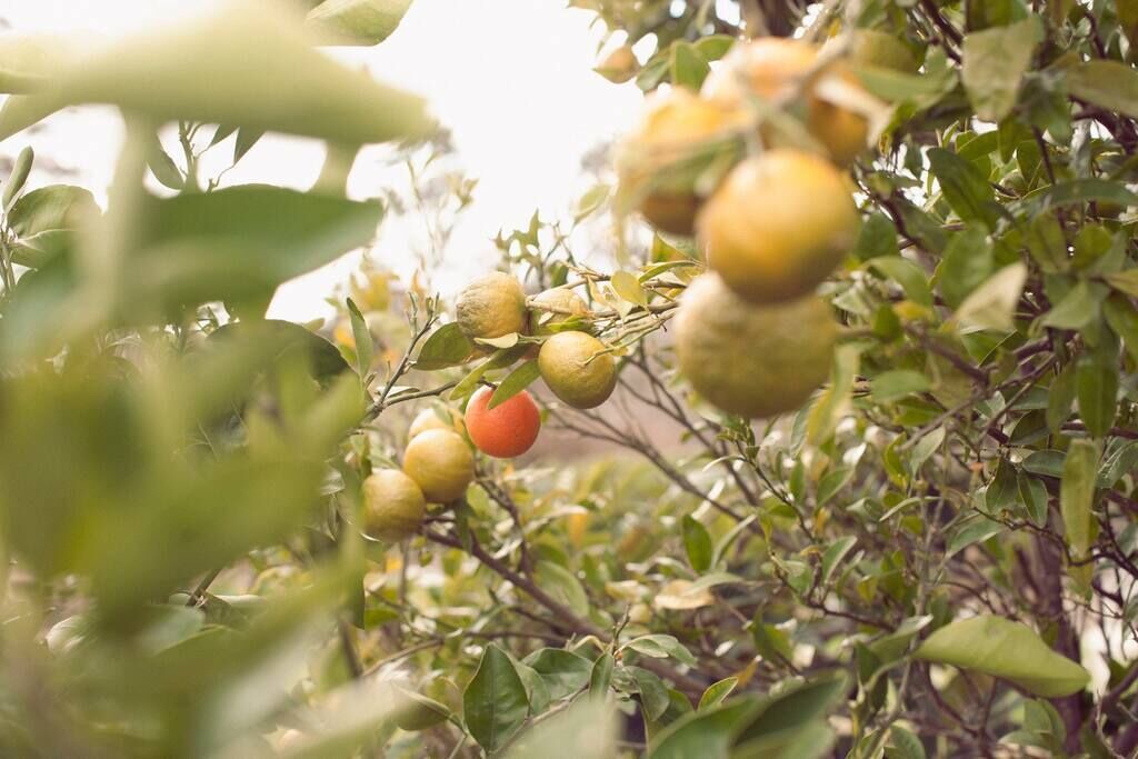 Photo of Others in Moss Vale