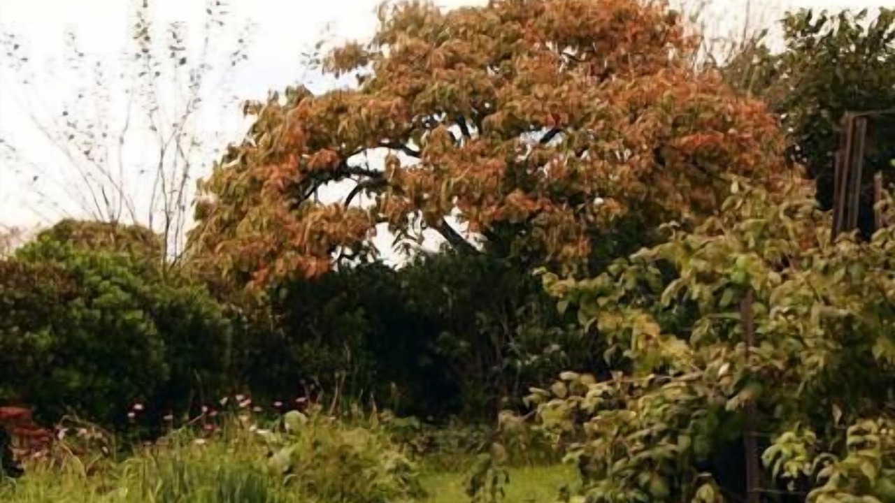 Photo of Others in Moss Vale