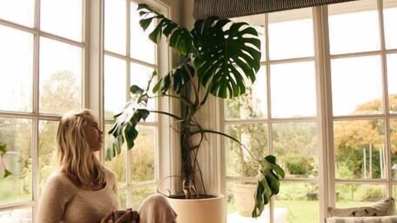 Photo of Others in Moss Vale