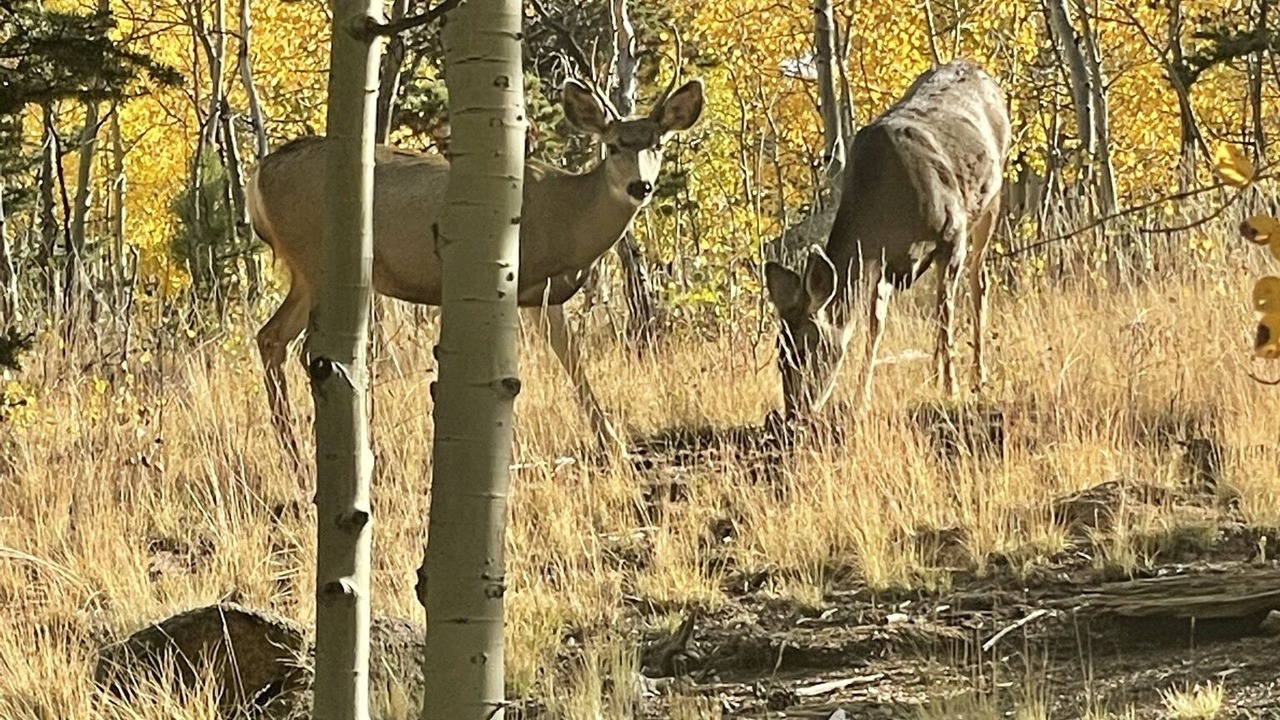 Photo of Outdoor in Indian Mountain