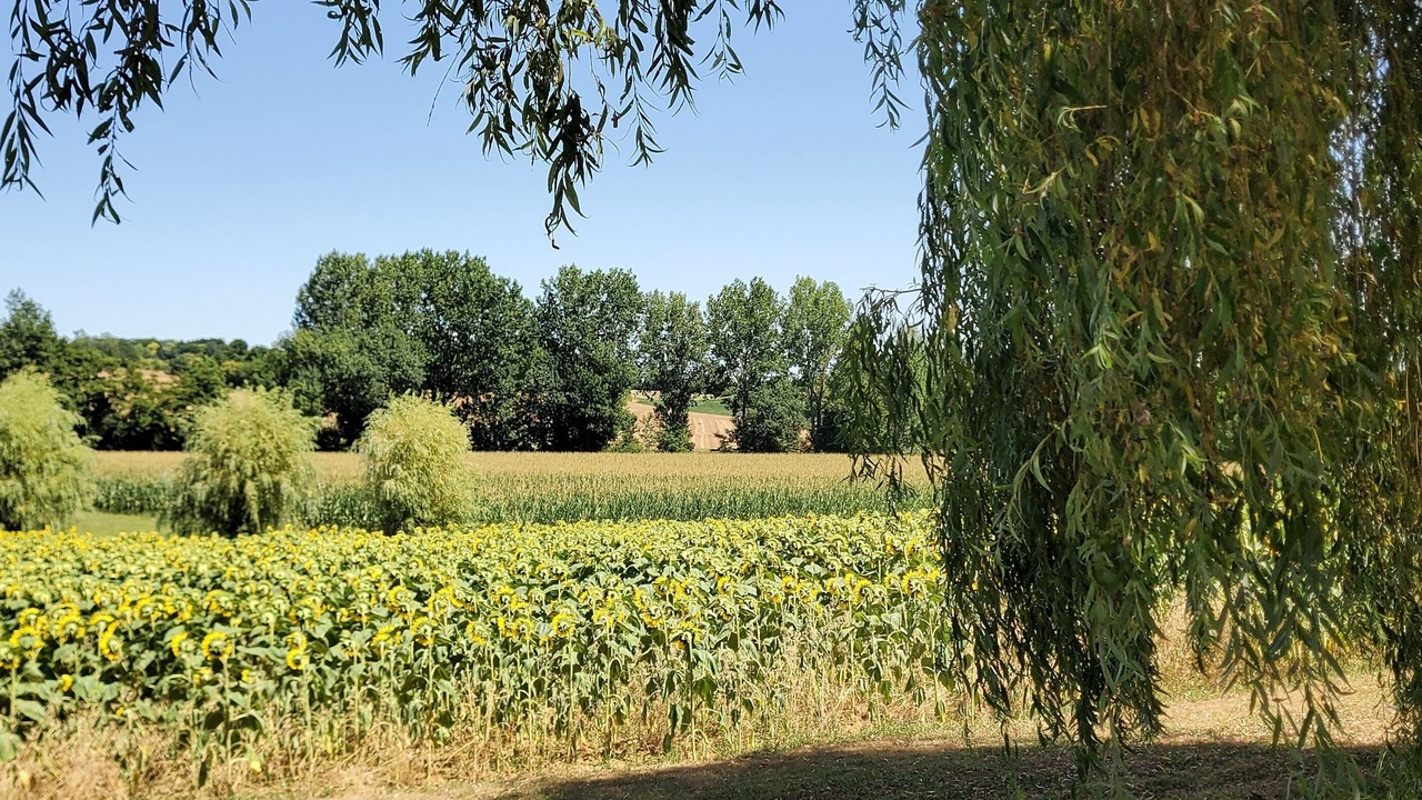 Photo of Others in Laussou