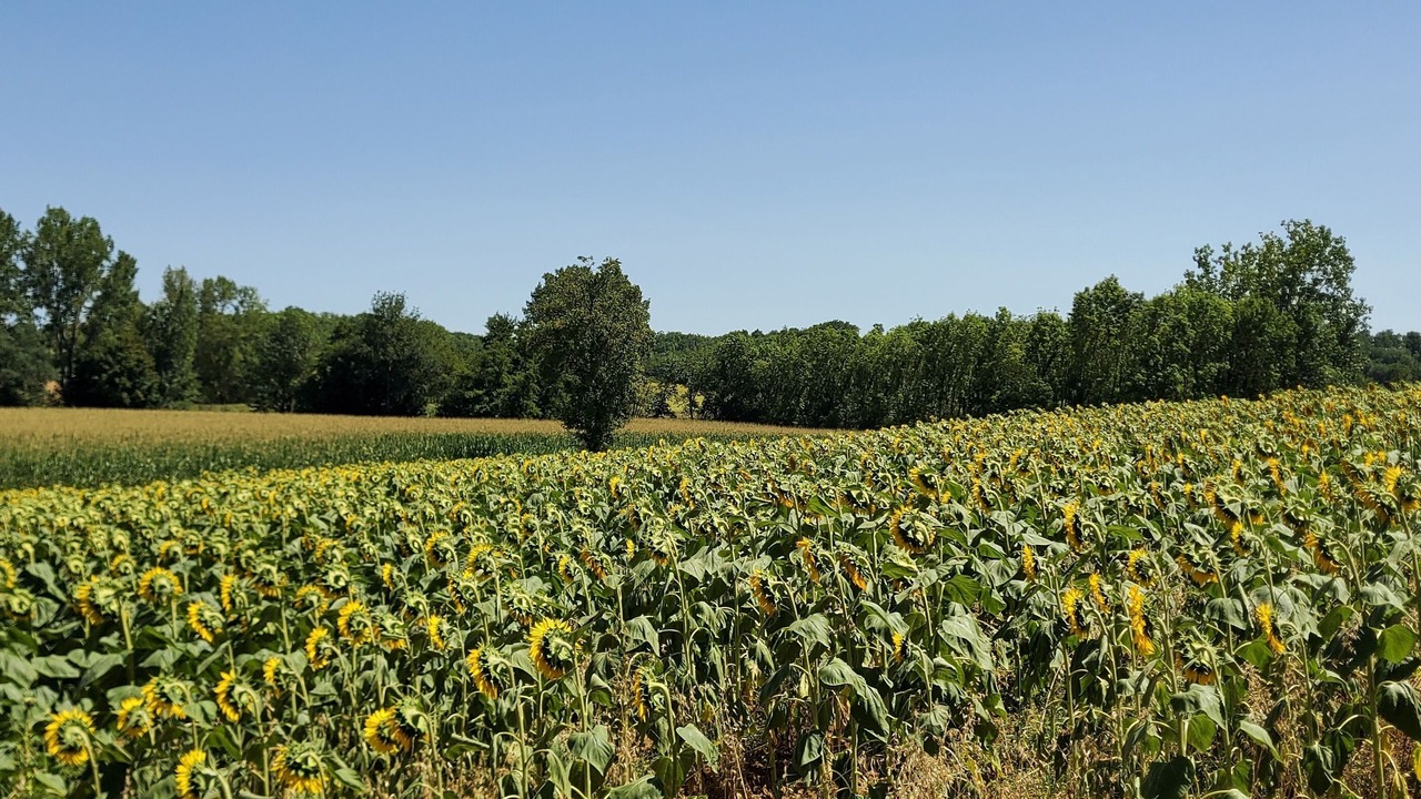 Photo of Others in Laussou