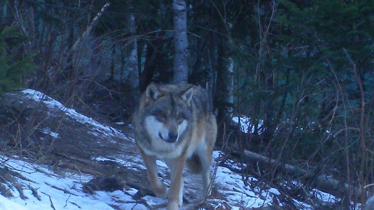 Photo of Others in Saint-Martin-Vesubie