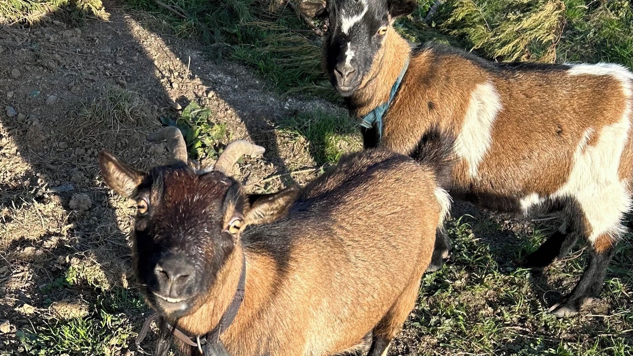 Photo of Others in Pipriac