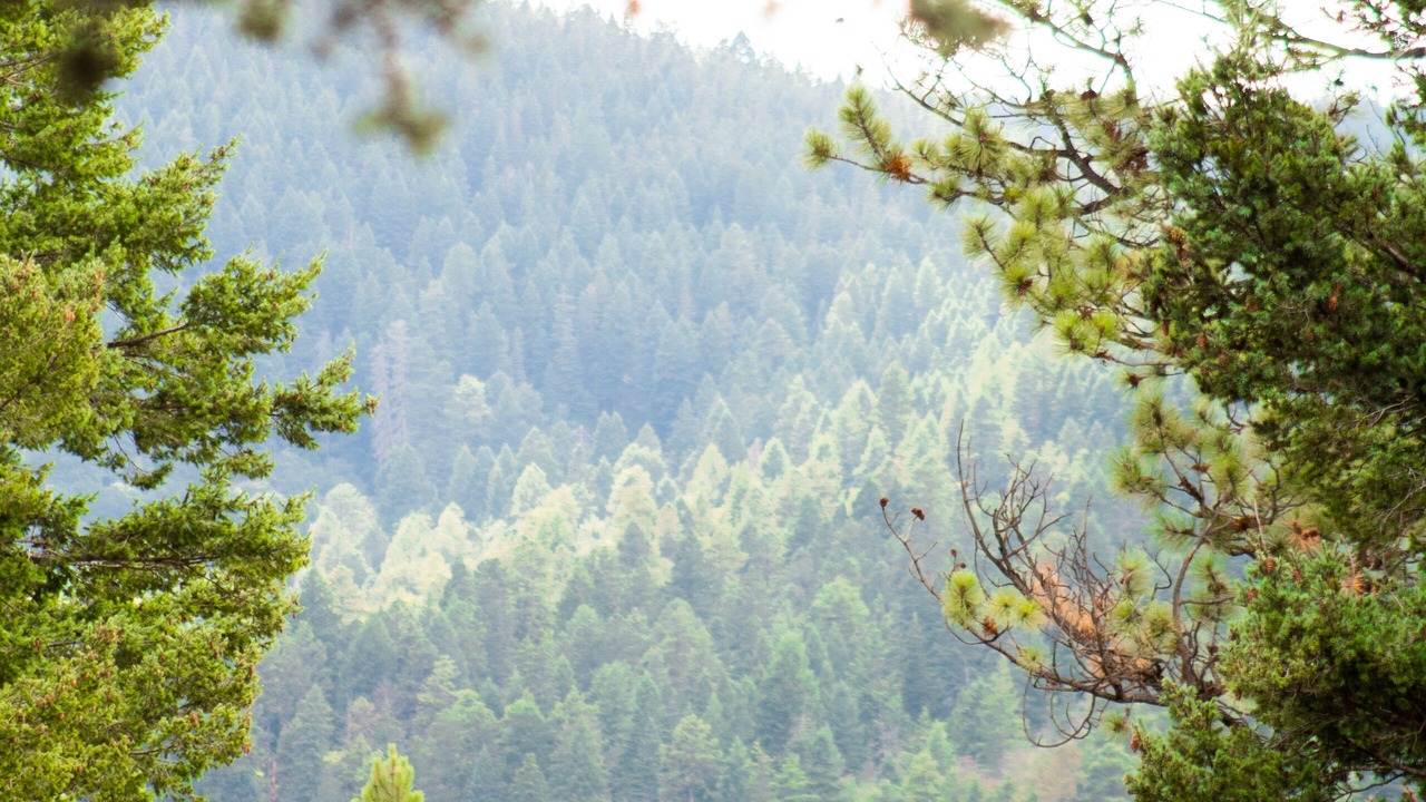 Photo of Others in Cloudcroft