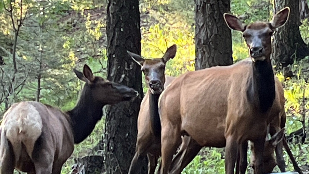 Photo of Others in Cloudcroft