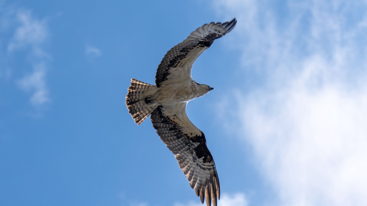 Photo of Others in Gardiner