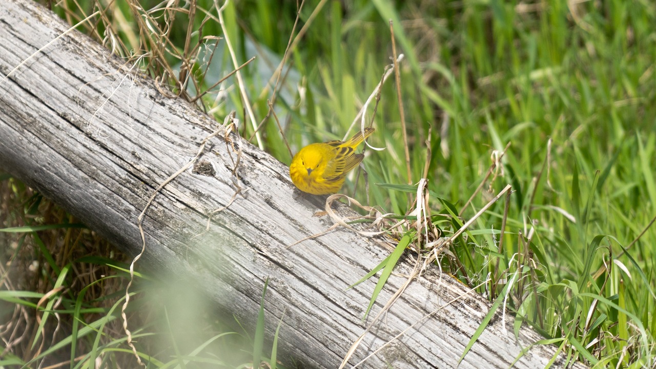 Photo of Outdoor in Gardiner