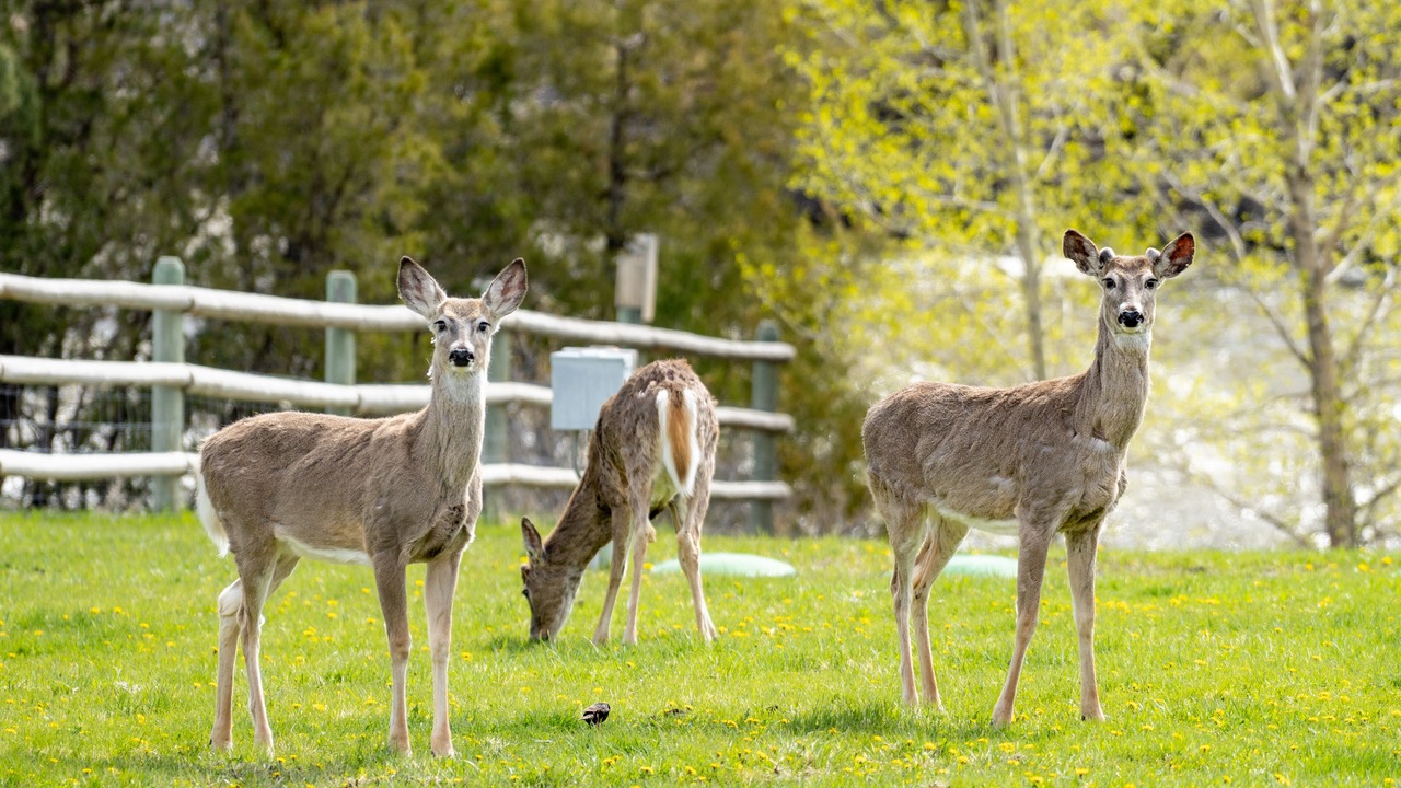 Photo of Outdoor in Gardiner