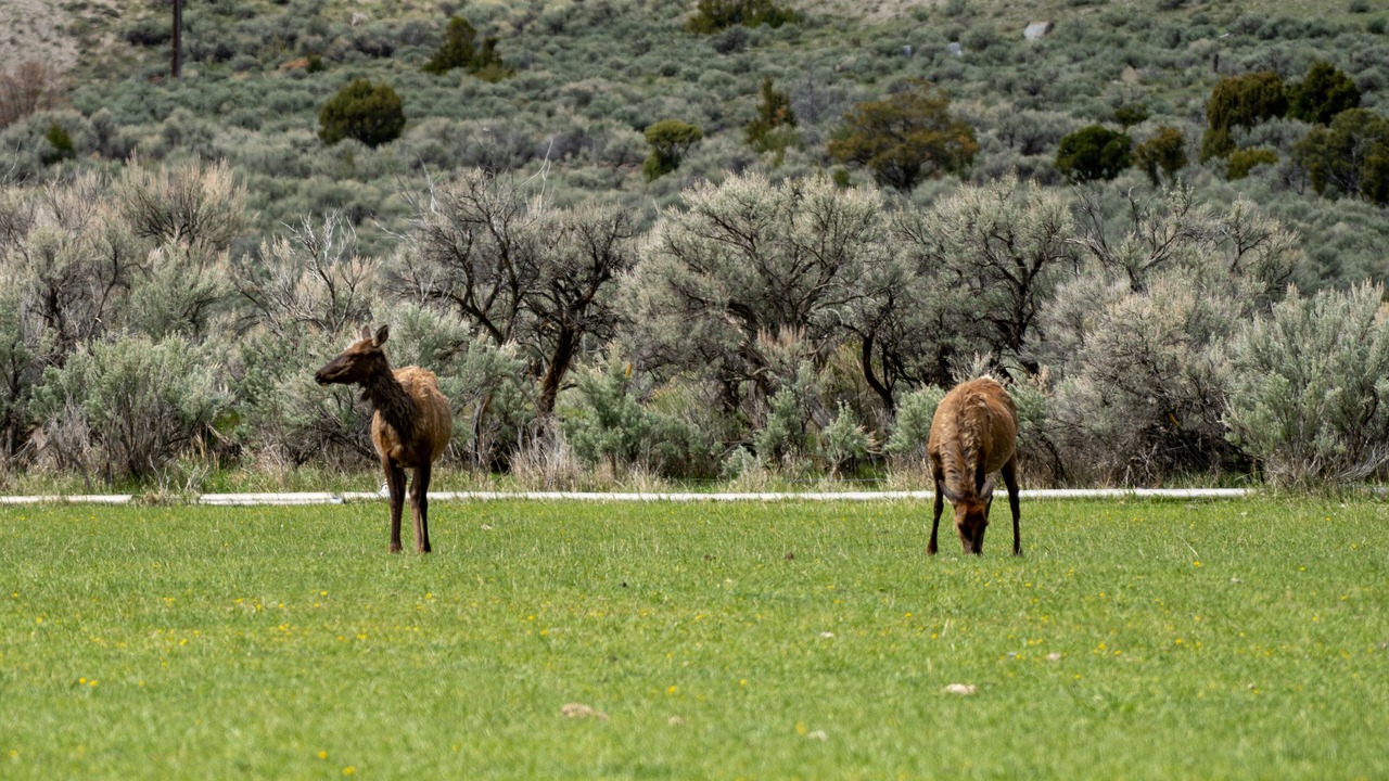 Photo of Others in Gardiner