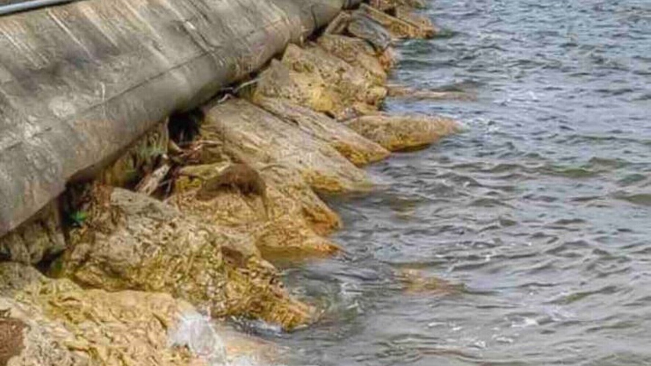 Photo of Others in Caseville