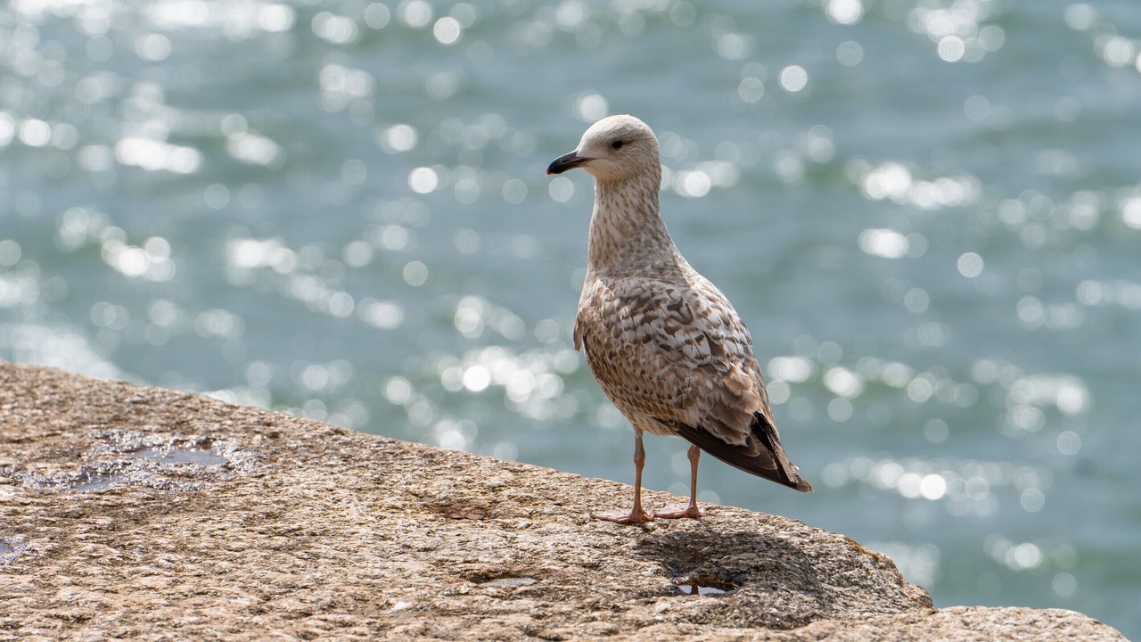 Photo of Others in Porthleven