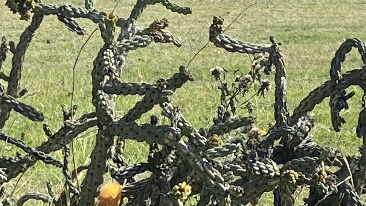 Photo of Outdoor in Rosston
