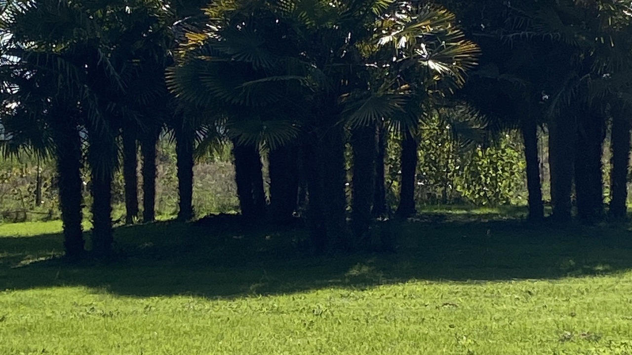 Photo of Others in Mongauzy