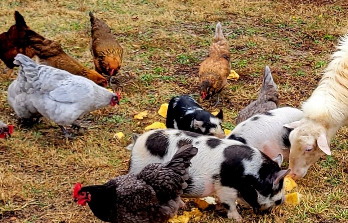 Photo of Outdoor in Piedmont